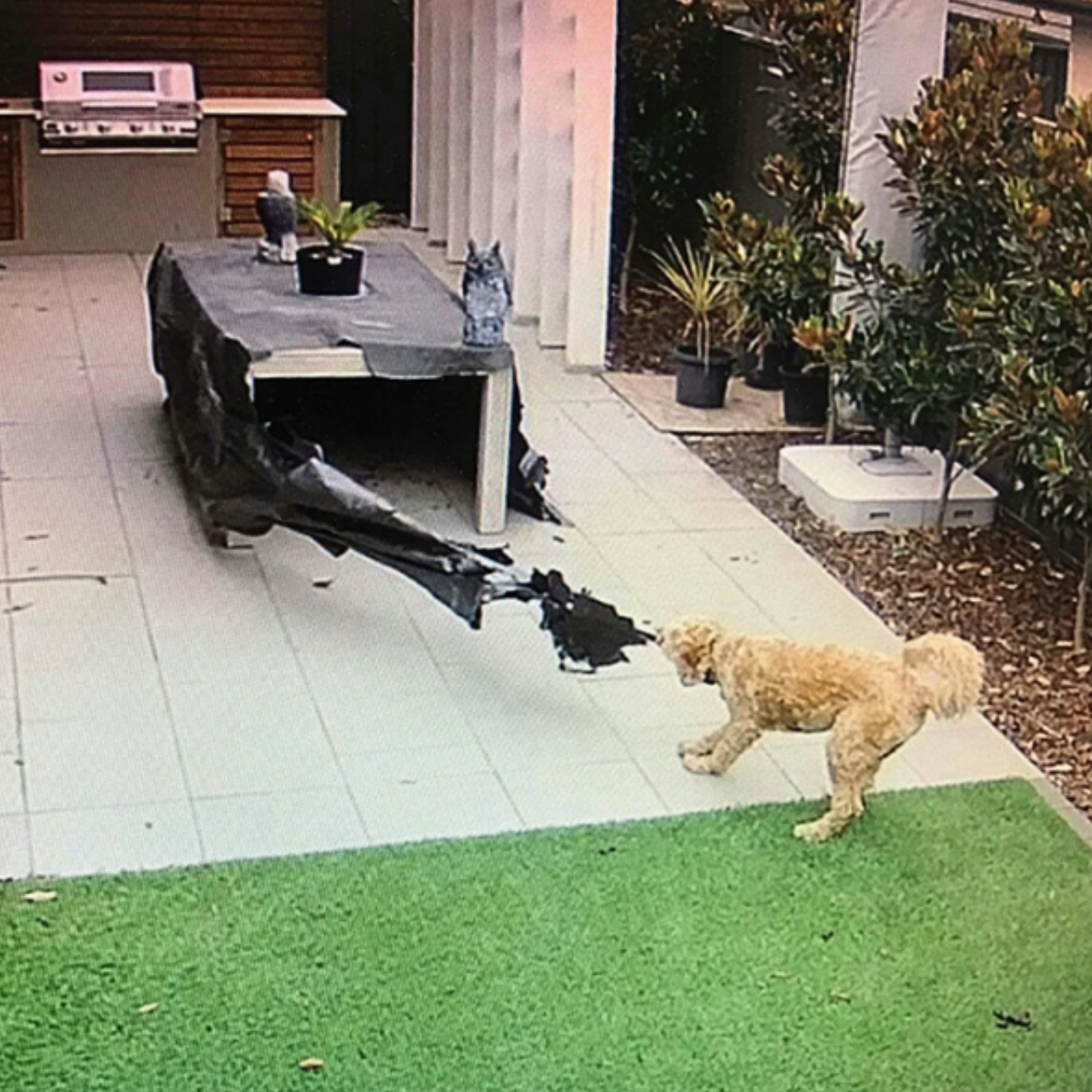 SpyFocus reviews Chris M.